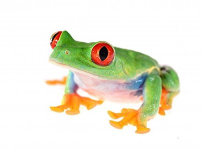 Wallmonkeys Red-Eye Tree Frog Agalychnis Wall Decal Peel And Stick Graphic (30 In W X 23 In H) Wm618