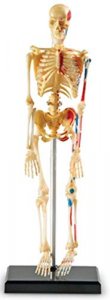 Learning Resources Skeleton Model