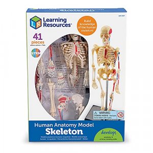 Learning Resources Skeleton Model