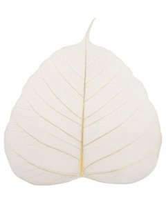 Cool Price Skeleton Natural Ficus Religiosa Leaves Artificial Leaves Craft Card Scrapbook DIY Handmade Embellishment Decoration Art