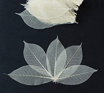 100 Skeleton Leaves Rubber Tree Natural color Scrapbooking Craft DIY CARD Wedding
