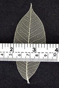 100 Skeleton Leaves Rubber Tree Natural color Scrapbooking Craft DIY CARD Wedding