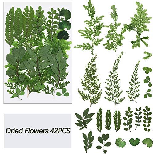 42 Pieces Dried Pressed Leaves Dried Flowers For Resin Real Assorted Dried  Greenery For Pressed Leaf Art Craft Diy Embellishment Decorations, 7 Style  - Imported Products from USA - iBhejo