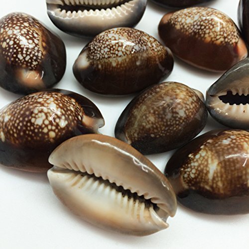  Herbs: Cowrie Shells : Home & Kitchen