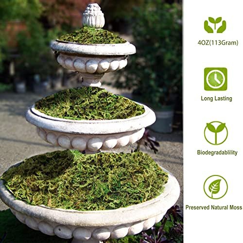 Fake Moss Artificial Moss For Potted Plants Greenery Moss(4Oz) Home Decor  Fairy Garden Crafts Wedding Decoration (Fresh Green) - Imported Products  from USA - iBhejo