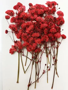 16 pcs Red Baby's Breath Real Natural Dried Pressed Flowers for Resin Art Craft DIY